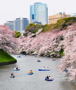 Tokyo-1_Top-5-places-to-see-cherry-blossoms